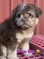 Cheer Bear 🐻 , a female French Bulldog and Poodle - Miniature  for sale in Beloit, WI – 3 of 7