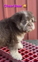 Cheer Bear 🐻 , a female French Bulldog and Poodle - Miniature  for sale in Beloit, WI – 5 of 7