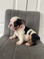 Puppy 1, a female English Bulldog for sale in Boston, MA – 3 of 6