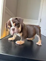 Puppy 1, a male English Bulldog for sale in Boston, MA – Photo 2 of 3