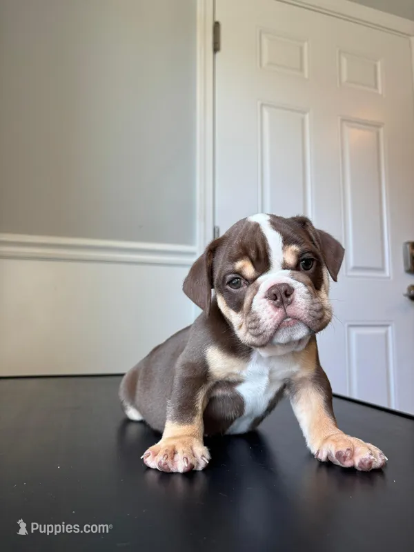 Puppy 1 – English Bulldog puppy for sale in Boston, MA