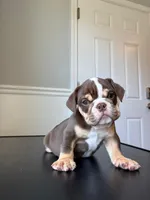 Puppy 1, a male English Bulldog for sale in Boston, MA – Photo 1 of 3