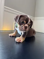 Puppy 1, a male English Bulldog for sale in Boston, MA – Photo 3 of 3