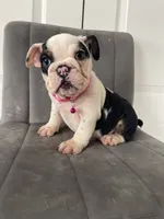 Puppy 4, a female English Bulldog for sale in Boston, MA – 6 of 7