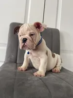Puppy 3, a male English Bulldog for sale in Boston, MA – 2 of 6