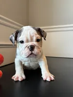 Puppy 3, a female English Bulldog for sale in Boston, MA – Photo 5 of 5