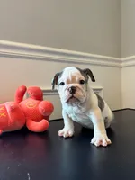 Puppy 3, a female English Bulldog for sale in Boston, MA – Photo 3 of 5