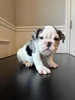 Puppy 3, a female English Bulldog for sale in Boston, MA – Photo 2 of 5