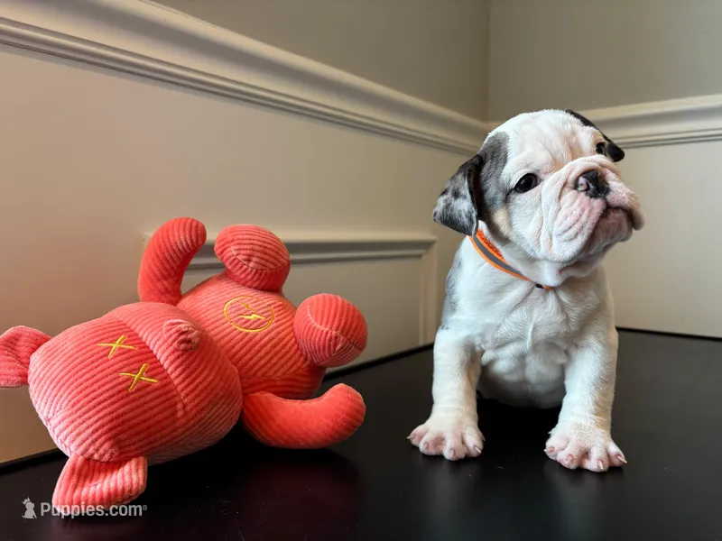 Puppy 3, a female English Bulldog for sale in Boston, MA – Photo 1 of 5