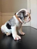 Puppy 3, a female English Bulldog for sale in Boston, MA – Photo 4 of 5