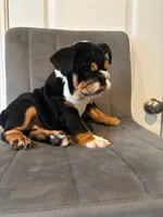 Bulldog 1, a female English Bulldog for sale in Boston, MA – 5 of 8