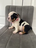 Puppy 1, a female English Bulldog for sale in Boston, MA – 4 of 6