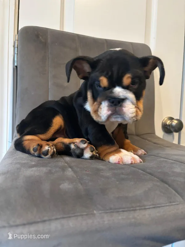 Bulldog 1 – English Bulldog puppy for sale in Boston, MA