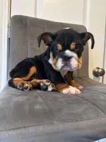 Bulldog 1, a female English Bulldog for sale in Boston, MA – 1 of 8