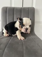 Puppy 4, a male English Bulldog for sale in Boston, MA – 6 of 6