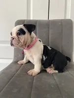 Puppy 4, a female English Bulldog for sale in Boston, MA – 5 of 7