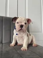 Puppy 3, a male English Bulldog for sale in Boston, MA – 6 of 6