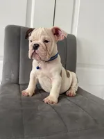 Puppy 3, a male English Bulldog for sale in Boston, MA – 3 of 6