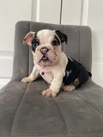 Puppy 4, a female English Bulldog for sale in Boston, MA – 7 of 7