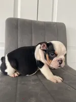 Puppy 4, a male English Bulldog for sale in Boston, MA – 2 of 6
