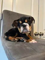 Bulldog 1, a female English Bulldog for sale in Boston, MA – 3 of 8