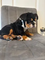 Bulldog 1, a female English Bulldog for sale in Boston, MA – 2 of 8