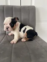 Puppy 1, a female English Bulldog for sale in Boston, MA – 6 of 6
