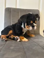 Bulldog 1, a female English Bulldog for sale in Boston, MA – 4 of 8