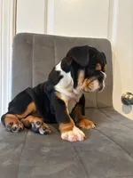 Bulldog 1, a female English Bulldog for sale in Boston, MA – 7 of 8