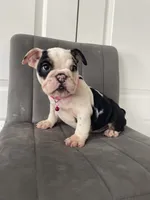 Puppy 4, a female English Bulldog for sale in Boston, MA – 2 of 7