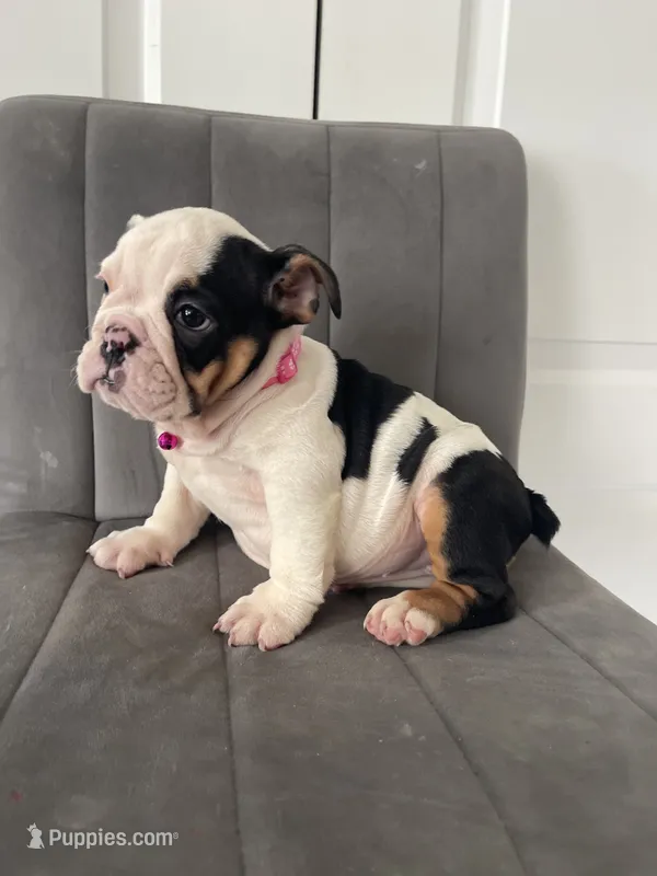 Puppy 1 – English Bulldog puppy for sale in Boston, MA