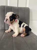 Puppy 1, a female English Bulldog for sale in Boston, MA – 1 of 6