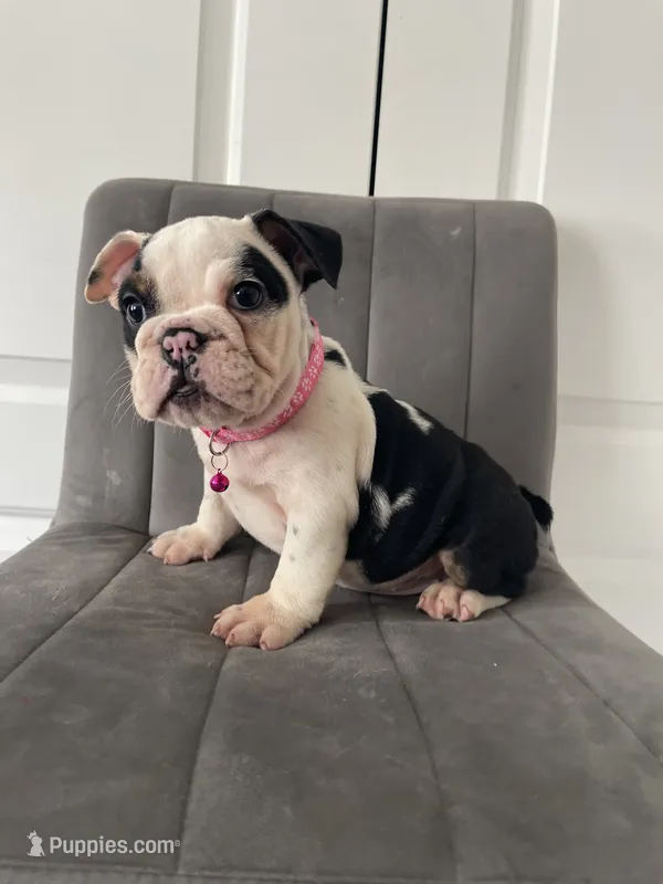 Puppy 4 – English Bulldog puppy for sale in Boston, MA