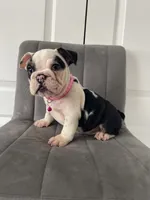 Puppy 4, a female English Bulldog for sale in Boston, MA – 1 of 7