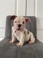 Puppy 3, a male English Bulldog for sale in Boston, MA – 4 of 6