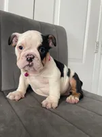 Puppy 1, a female English Bulldog for sale in Boston, MA – 5 of 6