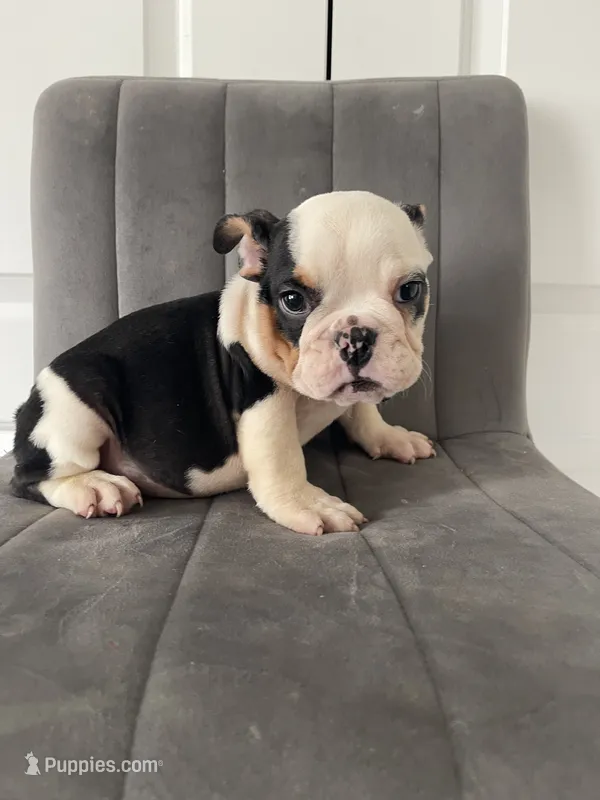 Puppy 4 – English Bulldog puppy for sale in Boston, MA