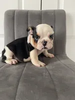 Puppy 4, a male English Bulldog for sale in Boston, MA – 1 of 6