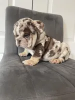 English 1, a male English Bulldog for sale in Boston, MA – Photo 4 of 7