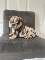 English 1, a male English Bulldog for sale in Boston, MA – Photo 1 of 7