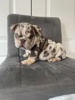 English 1, a male English Bulldog for sale in Boston, MA – Photo 2 of 7