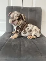 English 1, a male English Bulldog for sale in Boston, MA – Photo 5 of 7