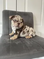 English 1, a male English Bulldog for sale in Boston, MA – Photo 3 of 7