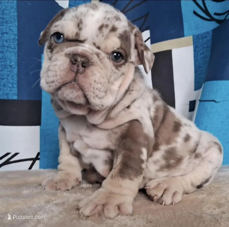 English 1, a male English Bulldog for sale in Boston, MA – Photo 1 of 1