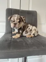 English 1, a male English Bulldog for sale in Boston, MA – Photo 6 of 7