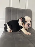 Puppy 4, a male English Bulldog for sale in Boston, MA – 3 of 6