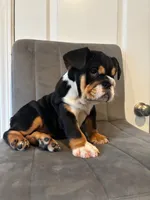 Bulldog 1, a female English Bulldog for sale in Boston, MA – 8 of 8