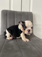 Puppy 4, a male English Bulldog for sale in Boston, MA – 5 of 6