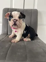 Puppy 4, a female English Bulldog for sale in Boston, MA – 4 of 7