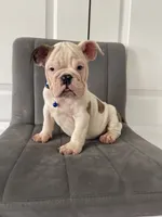Puppy 3, a male English Bulldog for sale in Boston, MA – 5 of 6